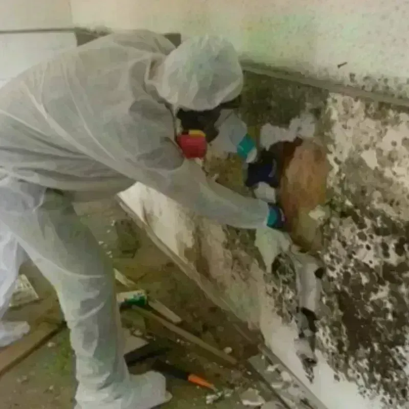 Mold Remediation and Removal in Carrington, ND